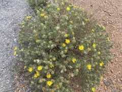 Heterotheca canescens