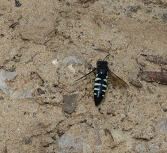 Bicyrtes quadrifasciatus