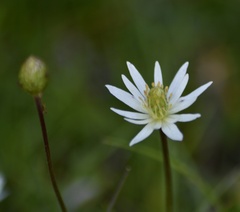 Anemone decapetala
