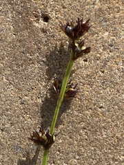 Scleria verticillata