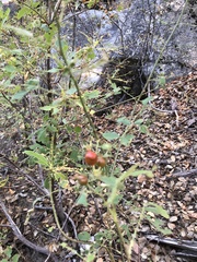 Rosa californica