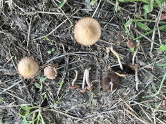 Psathyrella