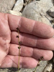 Scleria verticillata