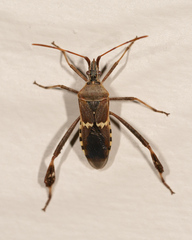 Leptoglossus clypealis