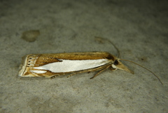 Crambus watsonellus