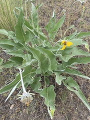 Balsamorhiza