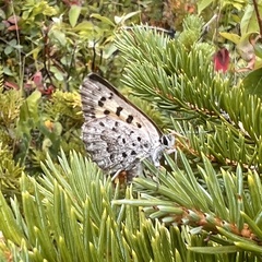 Tharsalea mariposa