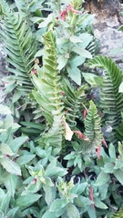 Polystichum