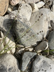 Scleria verticillata