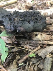 Fungi
