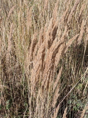Calamagrostis epigejos