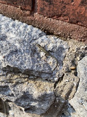 Podarcis muralis maculiventris