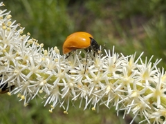 Chalcas obesa