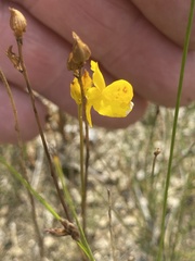 Utricularia cornuta