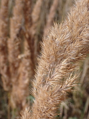 Calamagrostis epigejos