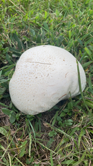 Calvatia