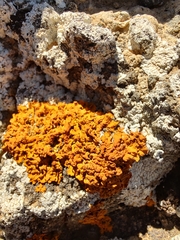 Xanthoria