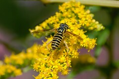 Spilomyia longicornis
