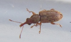 Rhinorhynchus rufulus