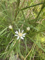 Solidago ptarmicoides