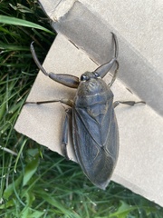 Lethocerus americanus