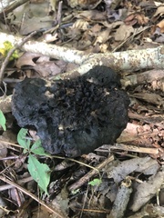 Fungi