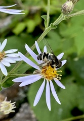 Eristalis dimidiata