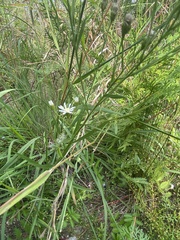 Solidago ptarmicoides