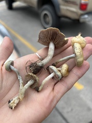 Stropharia