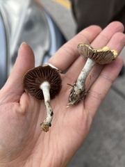 Stropharia