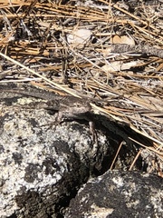 Sceloporus occidentalis longipes