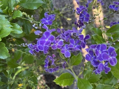 Duranta