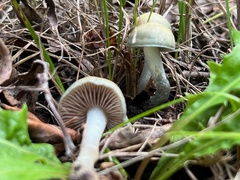 Stropharia