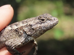 Sceloporus undulatus