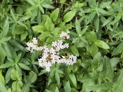 Valeriana sitchensis