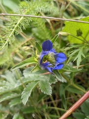 Gentiana parryi