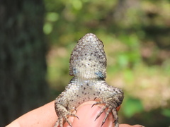 Sceloporus undulatus