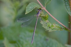 Lestes