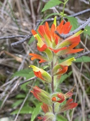 Castilleja coccinea