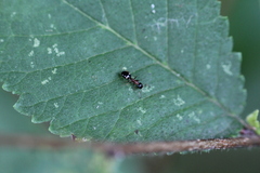 Dolichoderus quadripunctatus