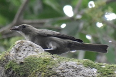 Thraupis palmarum
