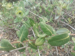 Lonicera implexa