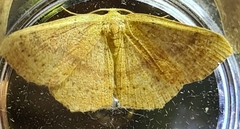 Cyclophora linearia