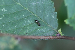 Dolichoderus quadripunctatus