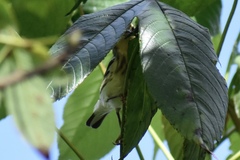 Setophaga fusca
