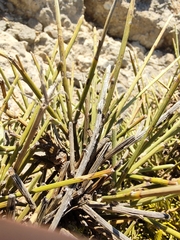 Ephedra fragilis