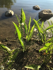 Sagittaria graminea