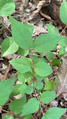 Symphoricarpos orbiculatus