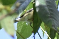 Setophaga fusca