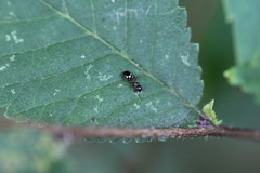 Dolichoderus quadripunctatus